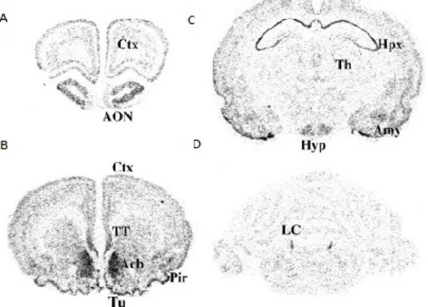 Figure 4: MCHR1 activates multiple signaling pathways. Through coupling to different  intracellular effectors, MCHR1 decreases the activity of adenylate cyclase, increases the  levels of intracellular calcium (Ca i ++ ), activates ERKs, and interacts with 