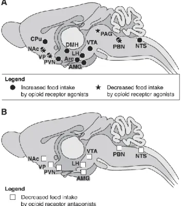 Figure 6: Brain sites where opioid agonists or antagonists modulate food intake. A: brain sites  where opioid receptor agonists injected locally either increase or decrease food intake