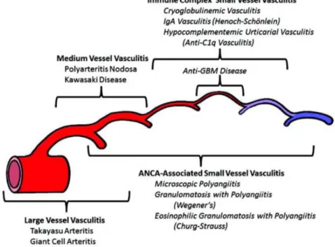 Figure 1 :  Arborescence de Chapel Hill modifiée en 2012     