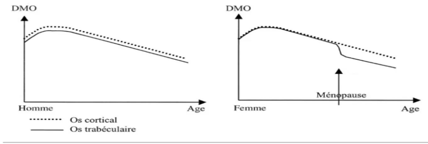 Figure 1 : Evolution de la masse osseuse chez l’homme et la femme en fonction de l’âge 