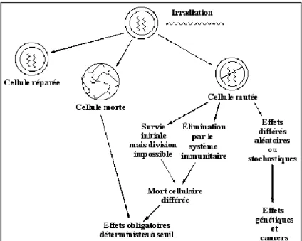 Figure 11 : Effets des rayonnements ionisants sur la cellule et l’organisme (Effets stochastiques vs  effets déterministes) 
