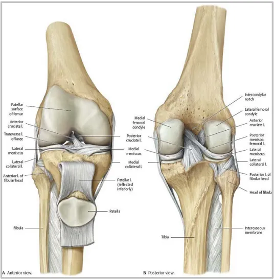 Figure 1.2 Structure osseuse et ligamentaire du genou   Tirée de Thieme Atlas of Anatomy (2007) 