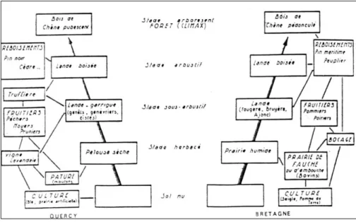 Figure 4 : Reconstitution de deux séries de végétation, l’une en région calcaire (série du Chêne pubescent en Quercy), l’autre  en région siliceuse (série du Chêne pédonculé en Bretagne) (G AUSSEN  et R EY , 1955)