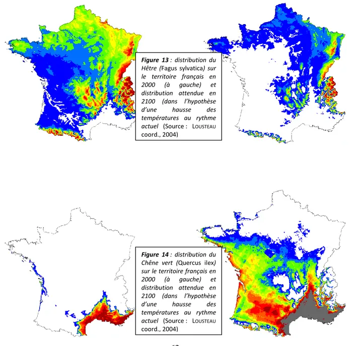 Figure  13 :  distribution  du  Hêtre  (Fagus  sylvatica)  sur  le  territoire  français  en  2000  (à  gauche)  et  distribution  attendue  en  2100  (dans  l’hypothèse  d’une  hausse  des  températures  au  rythme  actuel  (Source :  L OUSTEAU