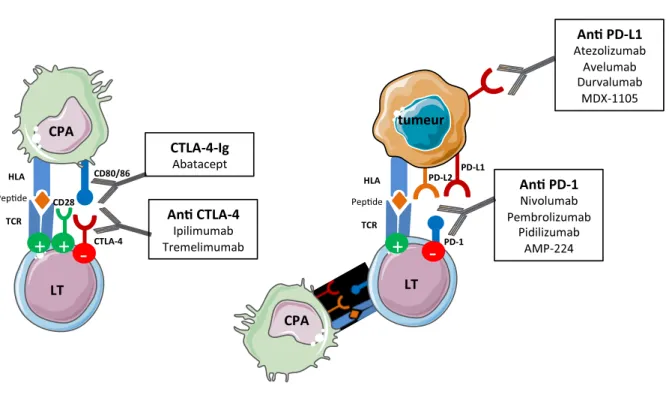 FIGURE I – Principales thérapeutiques ciblant la costimulation 