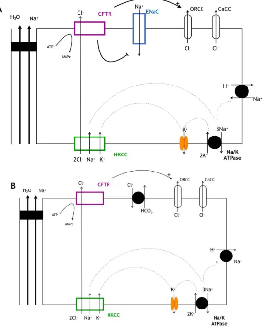 Figure 4 : Rôle de CFTR dans les epitheliums secretants non CF. Secretion d'ions chlorures.