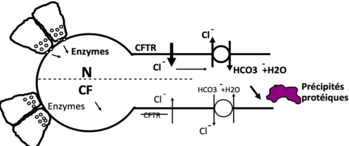 Figure  6  :  Le  pancreas  exocrine  : secretions  enzymatiques  au  niveau  d'un  acinus  et  hydro- hydro-electrolytique au niveau d'un ductule