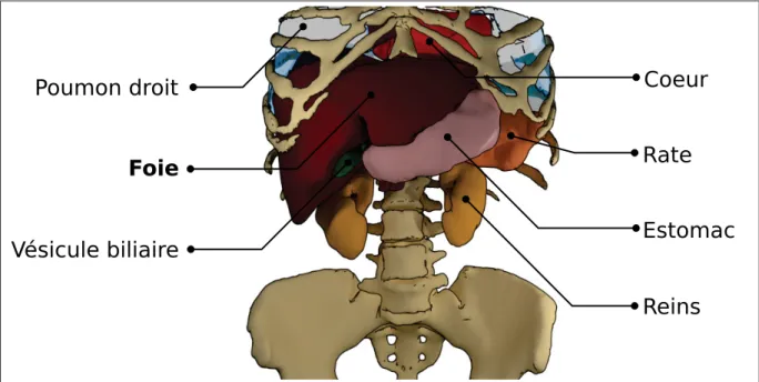 Figure 2.1 Vue de face : position anatomique du foie dans l’abdomen. (Modèles géométriques tirés de IRCAD)