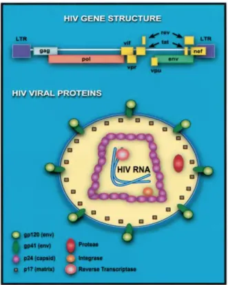 Figure 1 : Structure du virus de l’immunodéficience humaine (25)  