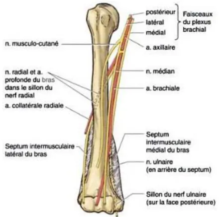 Figure n° 2 : Rapport des artères et nerfs du bras avec l’humérus (2). 