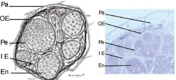 Figure n° 6 : Coupes petit axe d’un nerf périphérique (dessinée à gauche, histologique x 20 à droite)  (5)