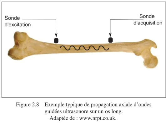 Figure 2.8 Exemple typique de propagation axiale d’ondes guidées ultrasonore sur un os long.
