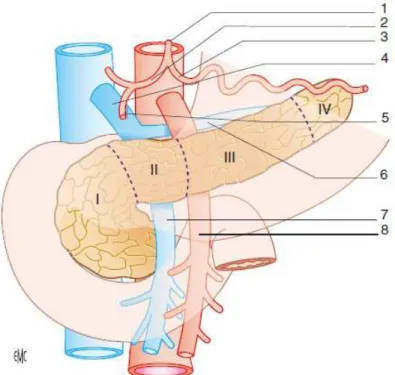 Figure 3 : Anatomie du pancréas (EMC) 
