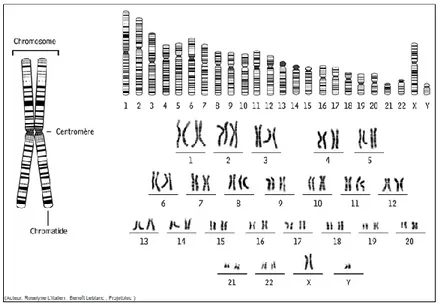 Figure 2 : caryotype humain (1). 