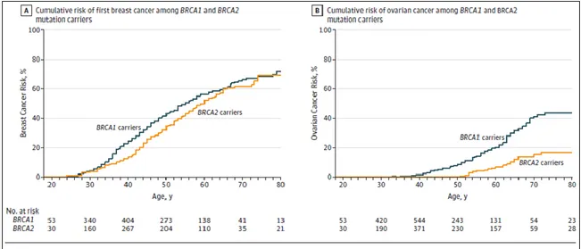 Figure 5 : Comparaison des risques de développer un cancer du sein et un cancer de l’ovaire  chez les patientes mutées BRCA1 et BRCA2 d’après l’étude de Kuchenbaecker et al sur 
