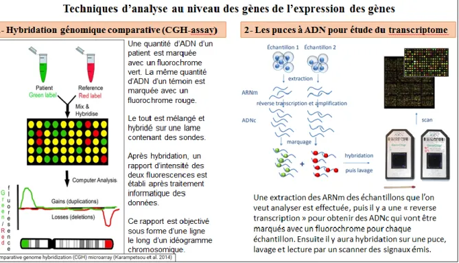 Figure 15 : Les techniques d’analyse au niveau des gènes et de l’expression des gènes