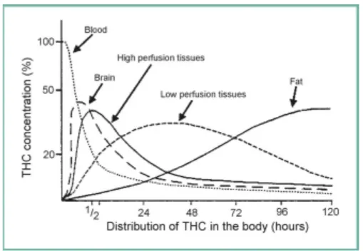 Figure 3 : Pharmacocinétique du THC dans l’organisme après inhalation. (14)