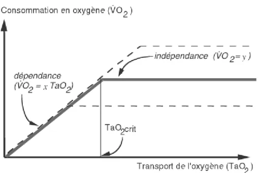 Figure 1. Relation entre transport et consommation d’oxygène.  