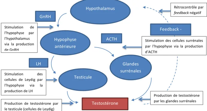 Figure   1   –   Production   de   testostérone   par   l’axe   hypothalamo-­‐hypophysaire              