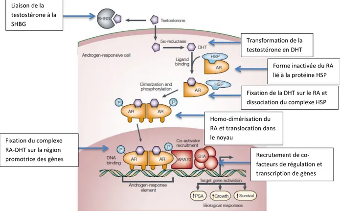 Figure   2     -­‐   Mécanisme   d’action   des   androgènes   extrait   de   Feldman   et   al.,   The   development   of   androgen-­‐independent       