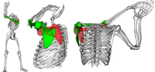 Figure 3: Visualization from front and lateral views of the left scapula and humerus of a  subject obtained using MP (green) and MS (red)