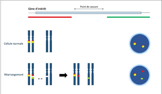 Figure 6 : Schématisation d'une technique FISH avec sonde Break Apart 