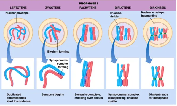 Figure 8. Les stades de la prophase I. Depuis http://www.mun.ca.  