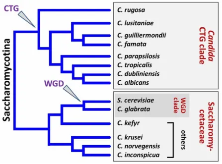 Figure 2 Représentation schématique de la phylogénie des espèces de Candida selon (7) 
