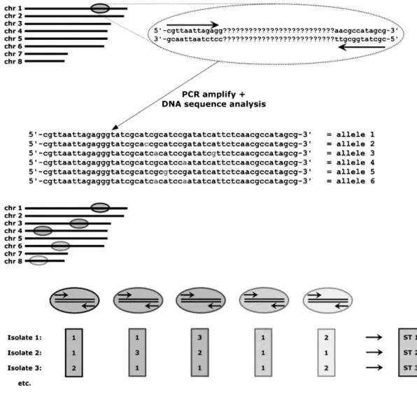Figure 3 Les différentes étapes du séquençage multi-loci selon (13)  