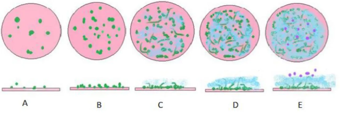 Figure 4 Formation du biofilm chez Candida albicans selon (18)   (A) Adhésion des levures (colonies vertes) à la surface  