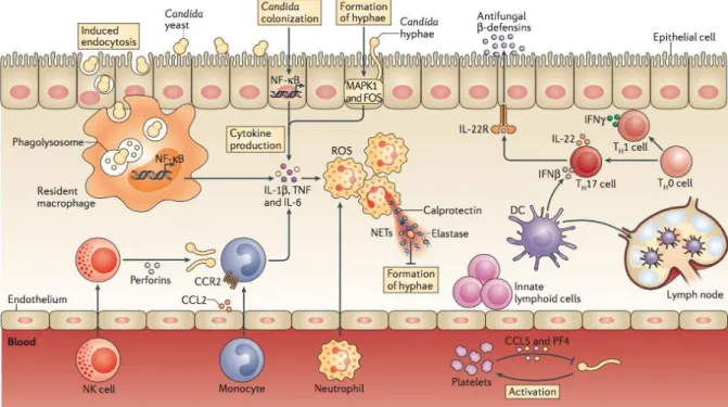 Figure 6 Mécanismes et cellules impliqués dans l'élimination des Candida spp selon (27)  