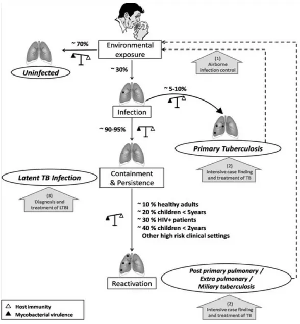 Figure 3. Histoire naturelle de l’infection par M.tuberculosis (d’après Young &amp; al., [6])