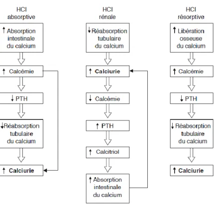 Figure 2. Mécanisme de l‘hypercalciurie selon la classification  de Pak 