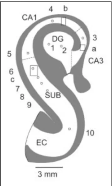 Figure 1.5 Schéma de l'hippocampe 