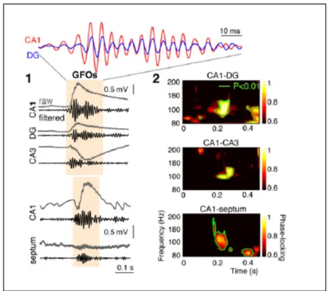 Figure 1.7 Oscillation gamma (GFO) pre-ictale dans l'hippocampe   (1) Synchronie entre les régions CA1 et DG de l’hippocampe