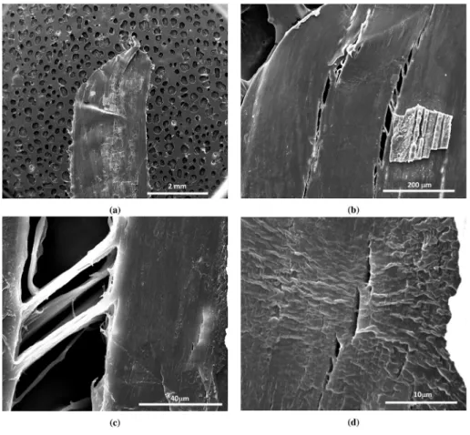 Fig. 12. Fractography of 48 h UV-aged LDPE ﬁlm. (a) Overall slant fracture. (b) Elongated craze-like voids in a ‘‘necklace coalescence’’ mode