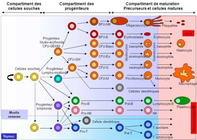 Figure 1. Représentation schématique des différents compartiments du système hématopoïétique 