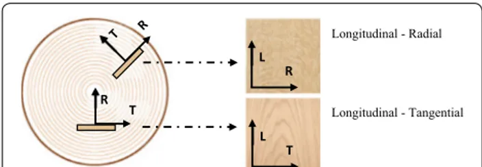 Fig. 1  Description of orthotropic planes of symmetry: example of  oak samples