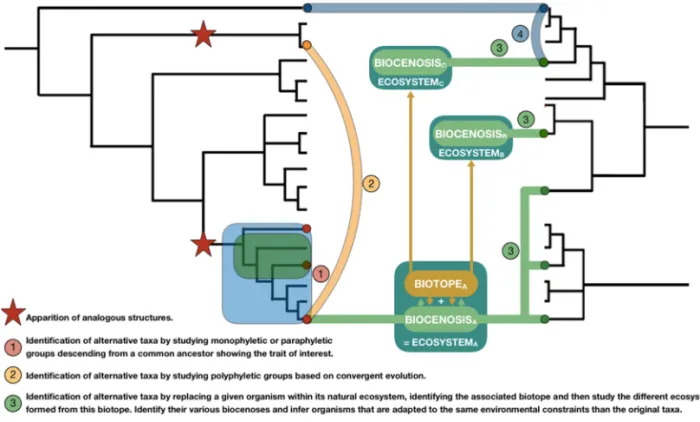Figure 9 summarizes the various conceptual bridges exposed in this article (Figure 9).