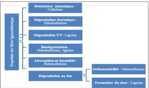 Figure 1.6 Relation entre les composants chimiques des  fibres lignocellulosiques et leur dégradation tirée de 