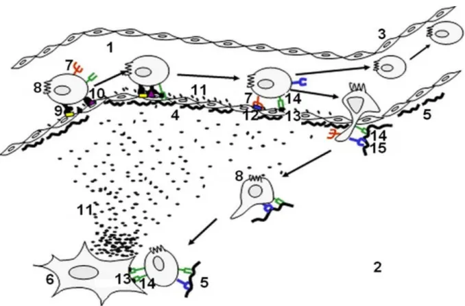 Figure 1 : Interactions existant via les molécules d’adhésion et qui s’établissent entre les cellules  stromales et les cellules CD34+ au cours de leur domiciliation ou de leur migration