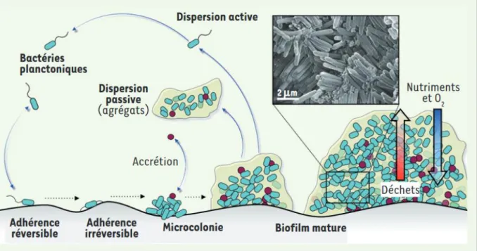 Figure 5. Développement et structure d’un biofilm bactérien.  