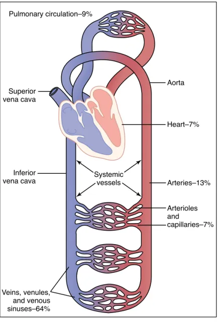 Figure 1 : Représentation schématique de l'appareil cardio-circulatoire et distribution du volume sanguin