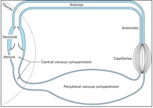 Figure 3 : Représentation schématique du système circulatoire 