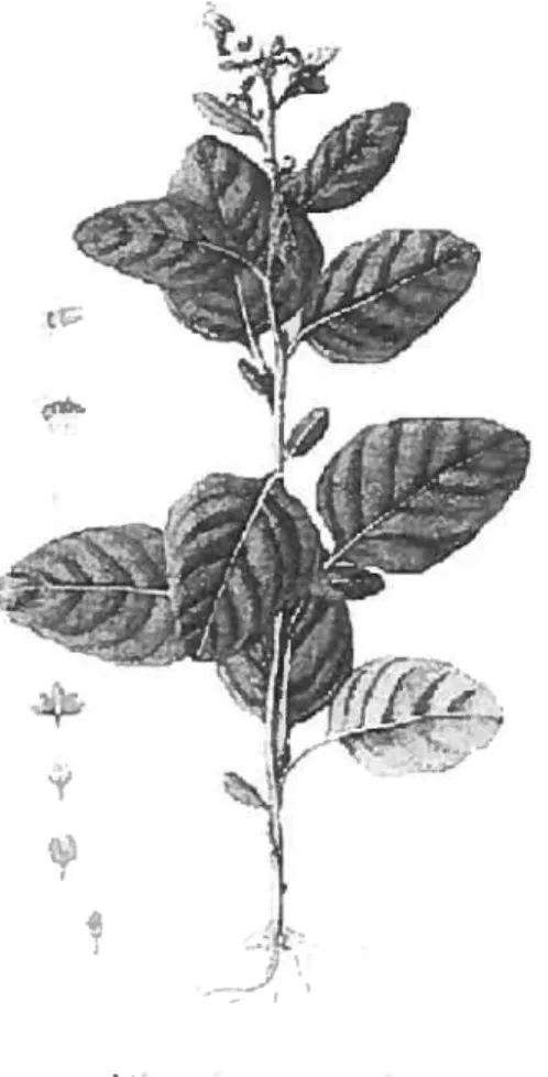 Figure 11. Plant de tabac du taxon Nicotiana rustica. (Jacquin 1997 : 20)