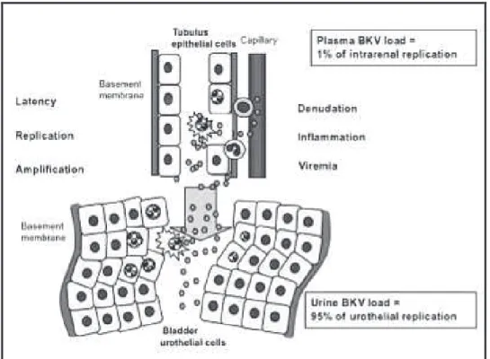 Figure 3: Réplication virale et physiopathologie [22] 