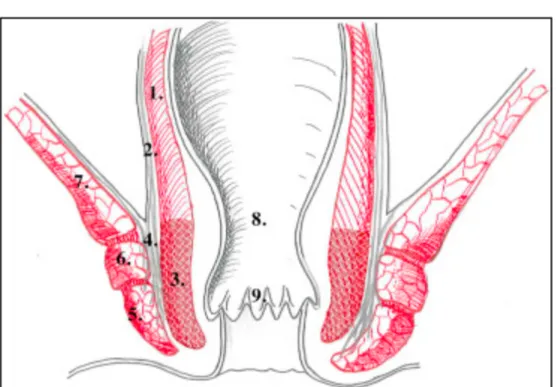 Fig 1 (5) Anatomie du bas rectum et du canal anal 