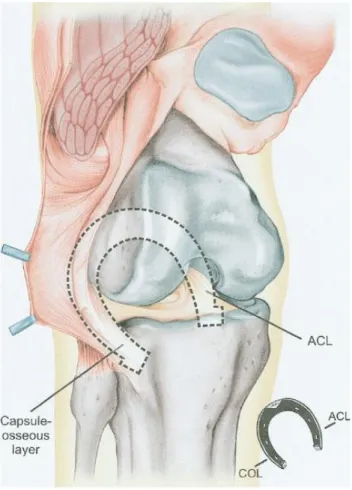 Figure 1: Synergie entre le LCA et le plan capsulo-osseux, Vieira et al (7)