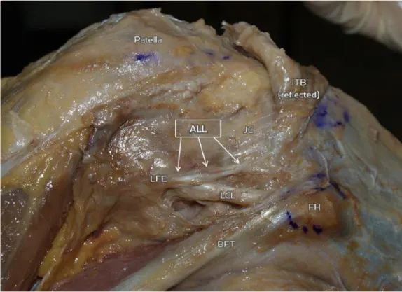 Figure 3: Anatomie du LAL, vue latérale du genou, Claes et al (1) 
