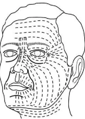 Figure 5 : les lignes de moindre tension cutanée de la face 